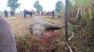 सीजी ब्रेकिंग न्यूज़ : करंट की चपेट में आने से नर हाथी की गई जान