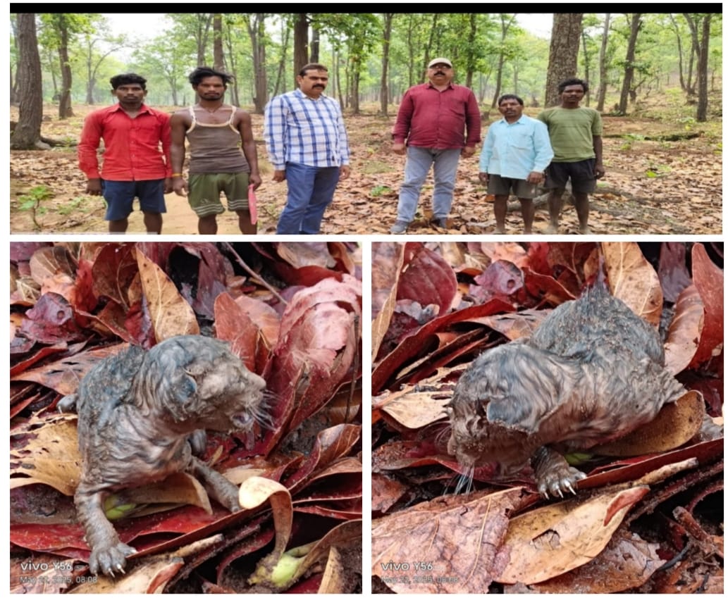 गुरुघासीदास राष्ट्रीय उद्यान में बाघिन के शावकों का जन्म 