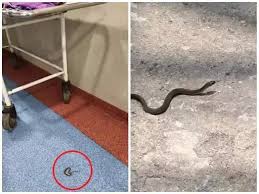 रायगढ़ अस्पताल में मरीज के साथ स्टाफ भी सांप से परेशान,डर के साये में कर रहे ड्यूटी