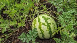 सर्दी में करें तरबूज की खेती,अप्रैल–मई में होगी तगड़ी कमाई