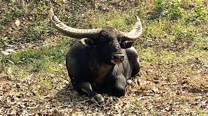  राजकीय पशु वन भैंसो के शुद्ध नश्ल को लेकर वन विभाग की खुली पोल 