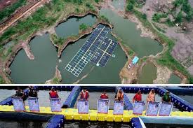 बंद खदानों में केज कल्चर तकनीक से मछली पालन बना रोजगार और आत्मनिर्भरता का नया जरिया