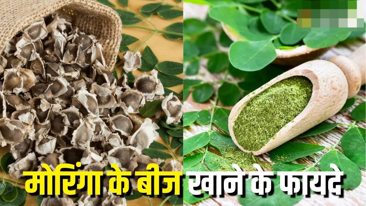 मोरिंगा के बीज खाने से मिलेंगे कई फायदे,डायबिटीज कंट्रोल करने से लेकर जोड़ों के दर्द से आराम दिलाने तक