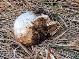  खेत में नरकंकाल मिलने से क्षेत्र में फैली सनसनी 