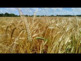 जानें, बढ़ते तापमान से गेहूं की फसल को क्या हो सकता है नुकसान और इसके लिए क्या करें उपाय