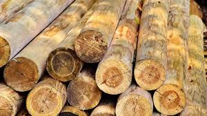वन विभाग ने अवैध आरा मिल पर की कार्रवाई,15 लाख की लकड़ी बरामद