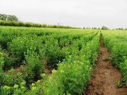 छोटे किसानों के लिए वरदान बनी कलौंजी की खेती, कम लागत में बड़ा मुनाफा