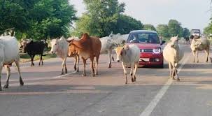 सड़कों में पशुओं को खुला छोड़ने पर पशु मालिकों को होगी सजा और जुर्माना