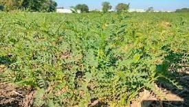 Agriculture tips:चने में हो रही इल्लियां? बिना खर्च अपनाएं ये देसी तरीका