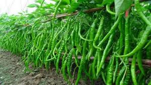 कम लागत में बंपर उत्पादन,हरी मिर्च की खेती ने बदली किसान की किस्मत