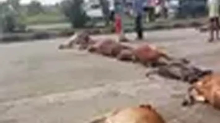 तेज रफ्तार वाहन ने कुचली 15 गायें, गुस्साए ग्रामीणों ने किया चक्काजाम