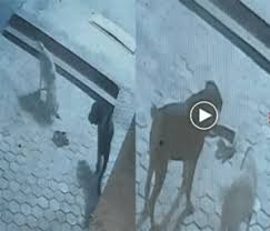 किंग कोबरा VS डॉग्स : लड़ाई में एक कुत्ते की मौके पर हुई मौत