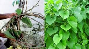 पॉलीहाउस में करें गिलोय की खेती, हो जाएंगे मालामाल