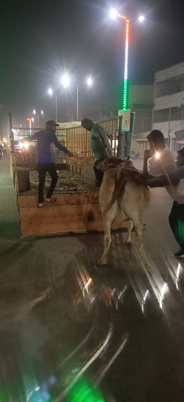 निगम का धर-पकड़ अभियान: सड़कों से पकड़े गए आवारा मवेशी