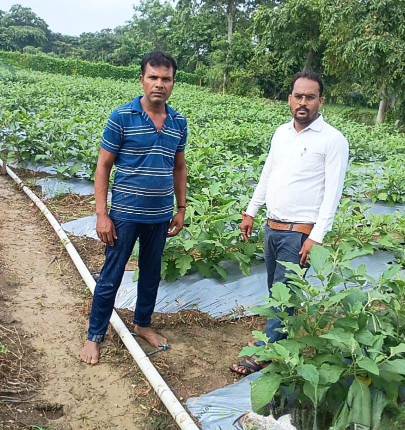 उन्नत तकनीक से बैंगन की खेती की शुरुआत, बेहतर उत्पादन और शानदार आय