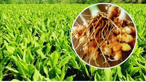Agriculture Tips:  हल्दी-अदरक की खेती में न करें ये गलतियां,वरना होगा भारी नुकसान 