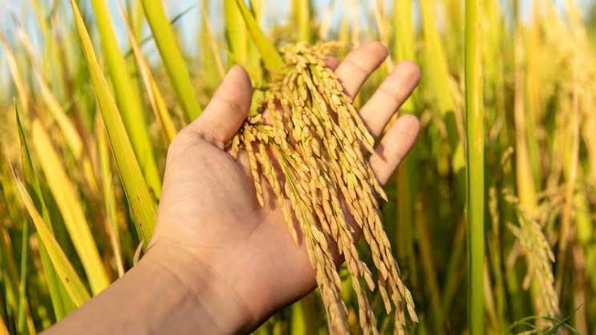 छत्तीसगढ़ के किसान धान की फसल को कीट से बचने के लिए ये उपाय करें…