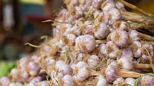 3 से 4 गुना ज्यादा मुनाफा देगी ये फसल 