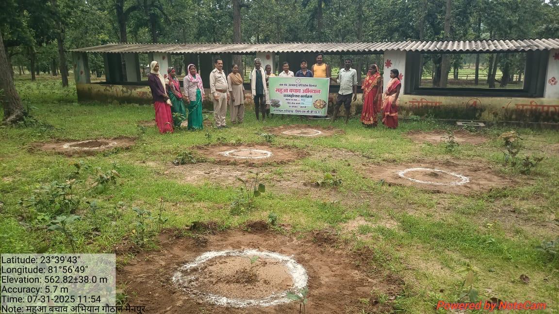 पूर्ववर्ती सरकार के खाली-बंजर पड़े गोठानों में शुरू हुआ महुआ बचाओ अभियान