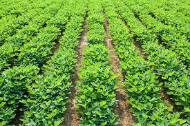  कम लागत में अधिक मुनाफा,नवंबर में शुरू करें इसकी खेती होगा बंपर मुनाफा 