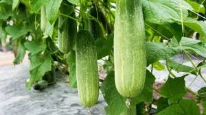 जनवरी में खीरे की बुवाई किसानों के लिए लाभकारी,50 दिनों में तैयार, दोगुना दाम 