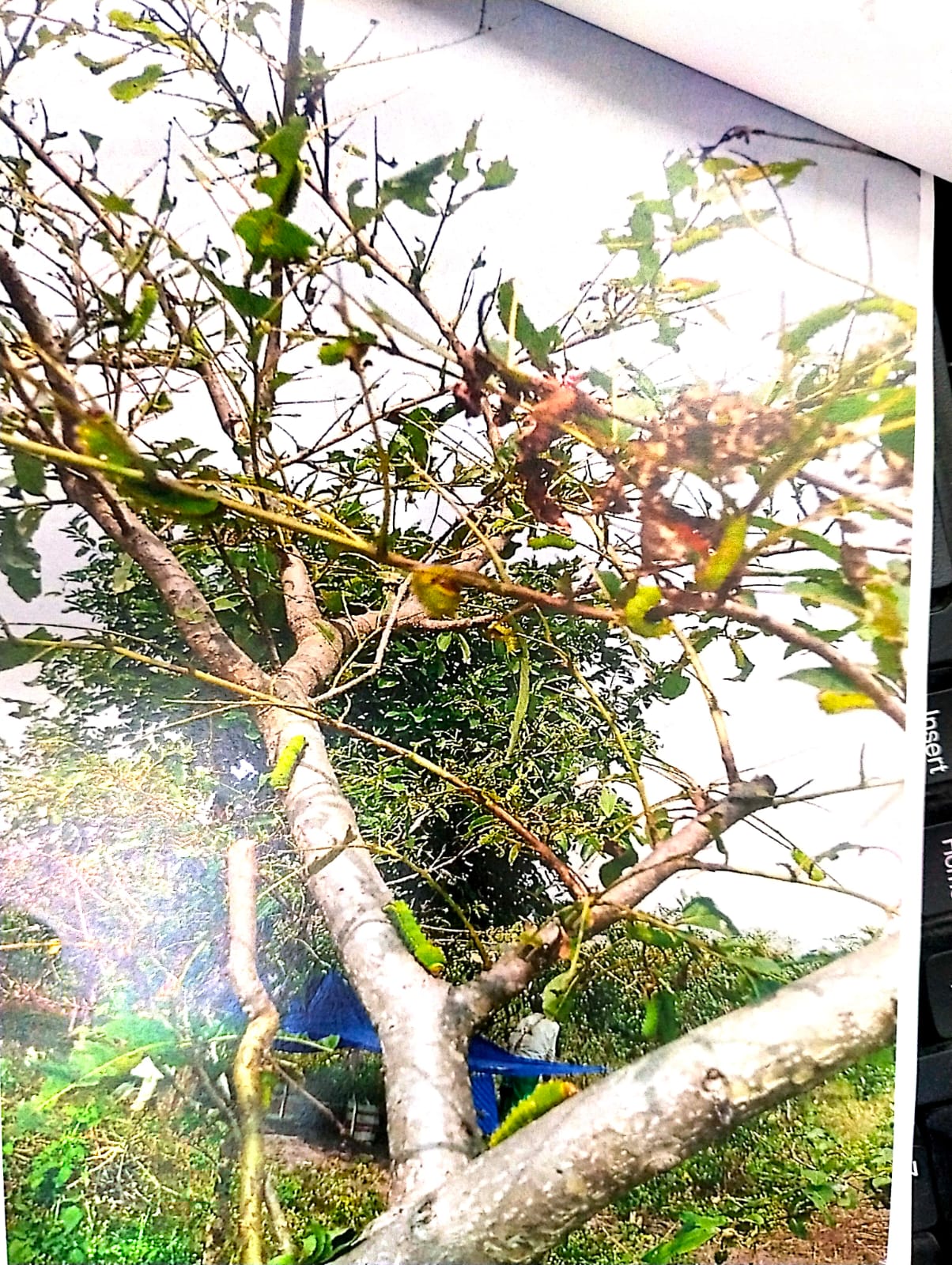 रेशम कीट पालन से हितग्राहियों को मिली बड़ी सफलता,तितलियों के अंडे से कोकून निर्माण कर की 01 लाख रूपए से अधिक आमदनी
