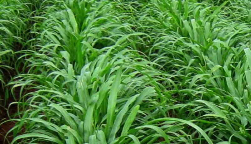 अभी करें बाजरे की बुवाई, गर्मियों में मिलेगा शानदार उत्पादन और हरा चारा