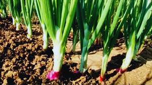 इन तरीकों से करे प्याज की खेती,उपज होगी ज्यादा ..मिलेगा बंपर मुनाफा 