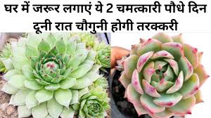  घर में जरूर लगाएं ये 2 चमत्कारी पौधे,धन में होगी बेशुमार वृद्धि