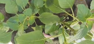 छत्तीसगढ़ में इस सब्जी की खेती का बढ़ा रुझान, गर्मी में सेहत का खजाना