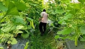 मचान पर सब्जी खेती का बढ़ता ट्रेंड, कम जगह में ज्यादा पैदावार का आसान तरीका