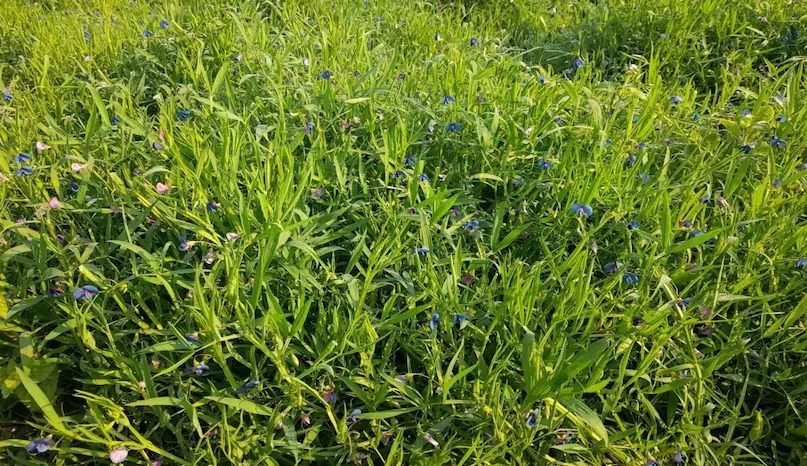 कम समय में मिलेगा अच्छा मुनाफा किसान भाई करें इस साग की खेती 