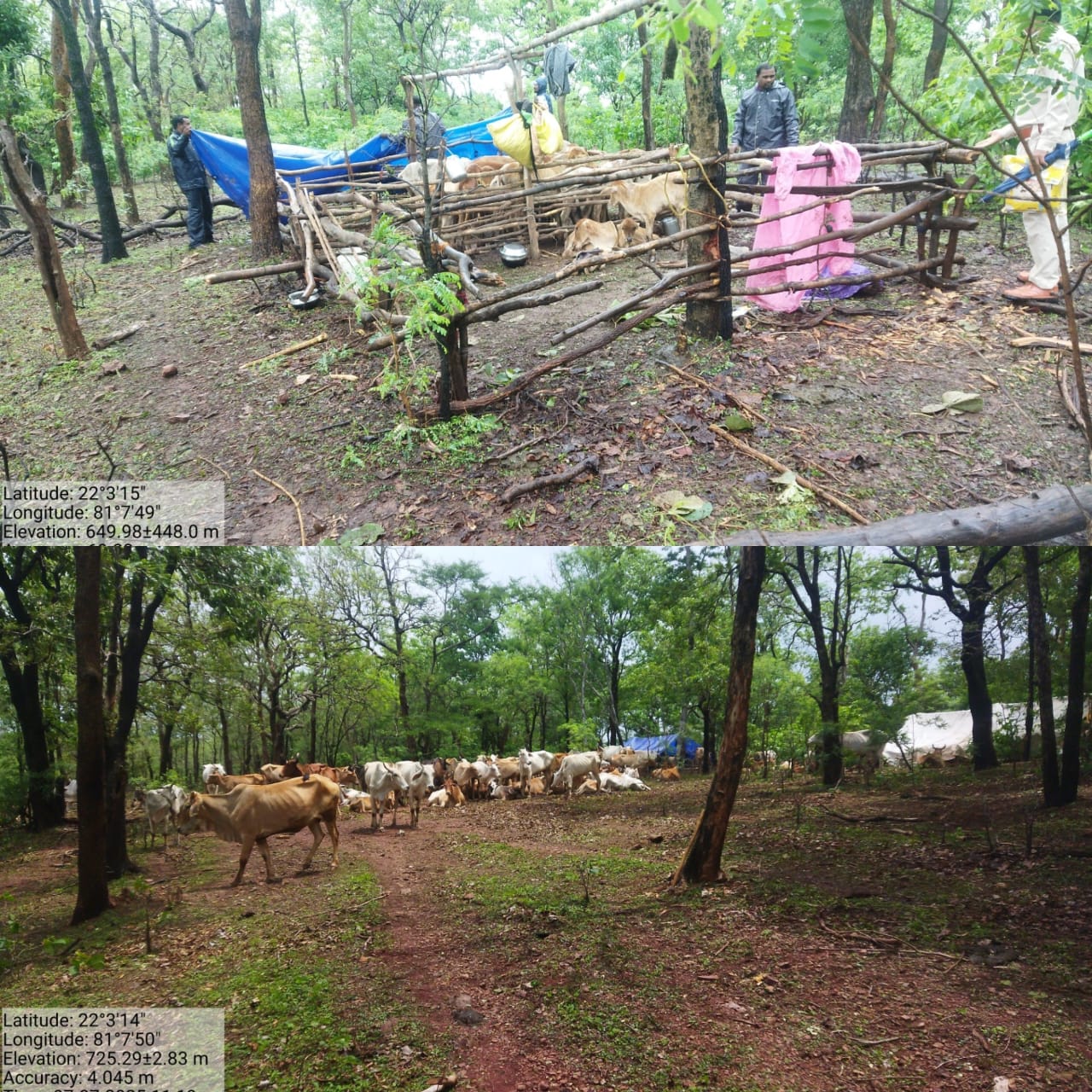 भोरमदेव अभ्यारण्य क्षेत्र में मवेशियों की आवाजाही पर वन विभाग की विनम्र अपील