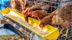 कम बजट के बेहतरीन बिजनेस आइडिया ,मछली और पोल्ट्री फीड शुरू कर कमाएं लाखों