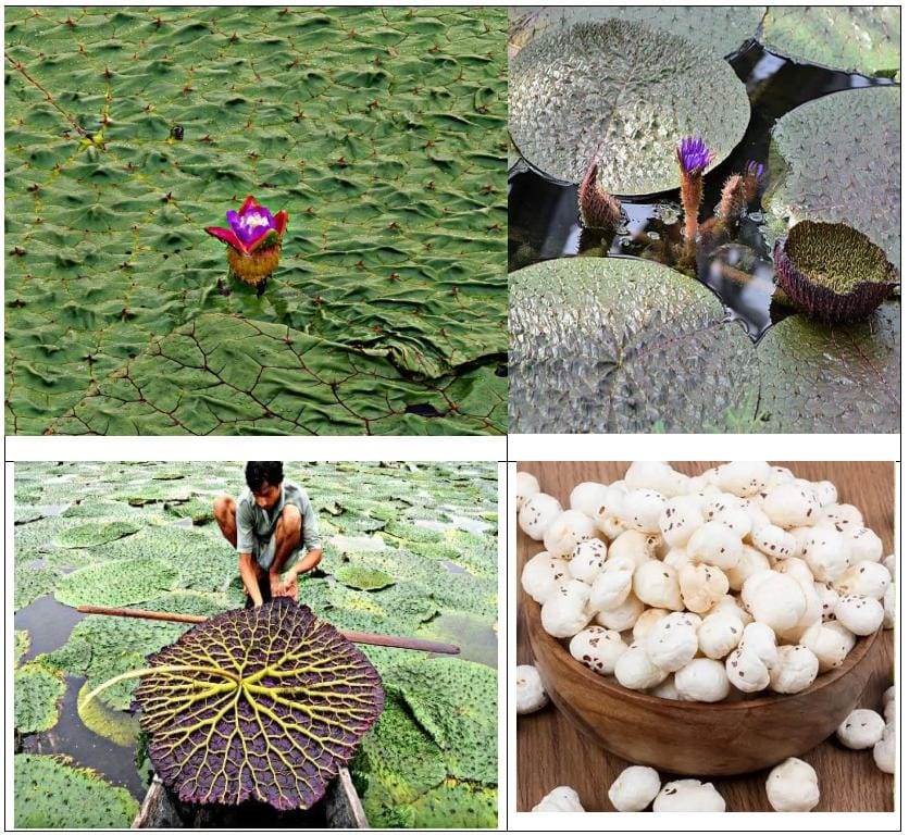 मुख्यमंत्री विष्णु देव साय के प्रयास से छत्तीसगढ़ मखाना बोर्ड में शामिल