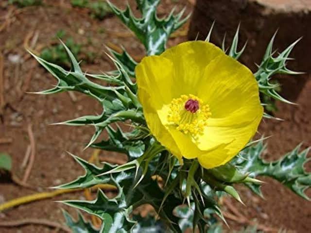 पुरुषों के लिए वरदान है ये पौधा, आयुर्वेदिक गुणों से भरपूर नाम है...