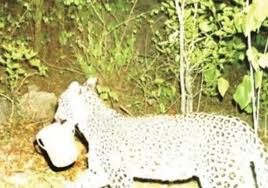 छत्तीसगढ़: बुजुर्ग महिला को अपना शिकार बनाने के बाद उसी घर में पहुंचा तेंदुआ