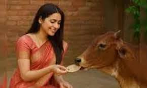 गौमाता को न खिलाएं इस तरह का खाना