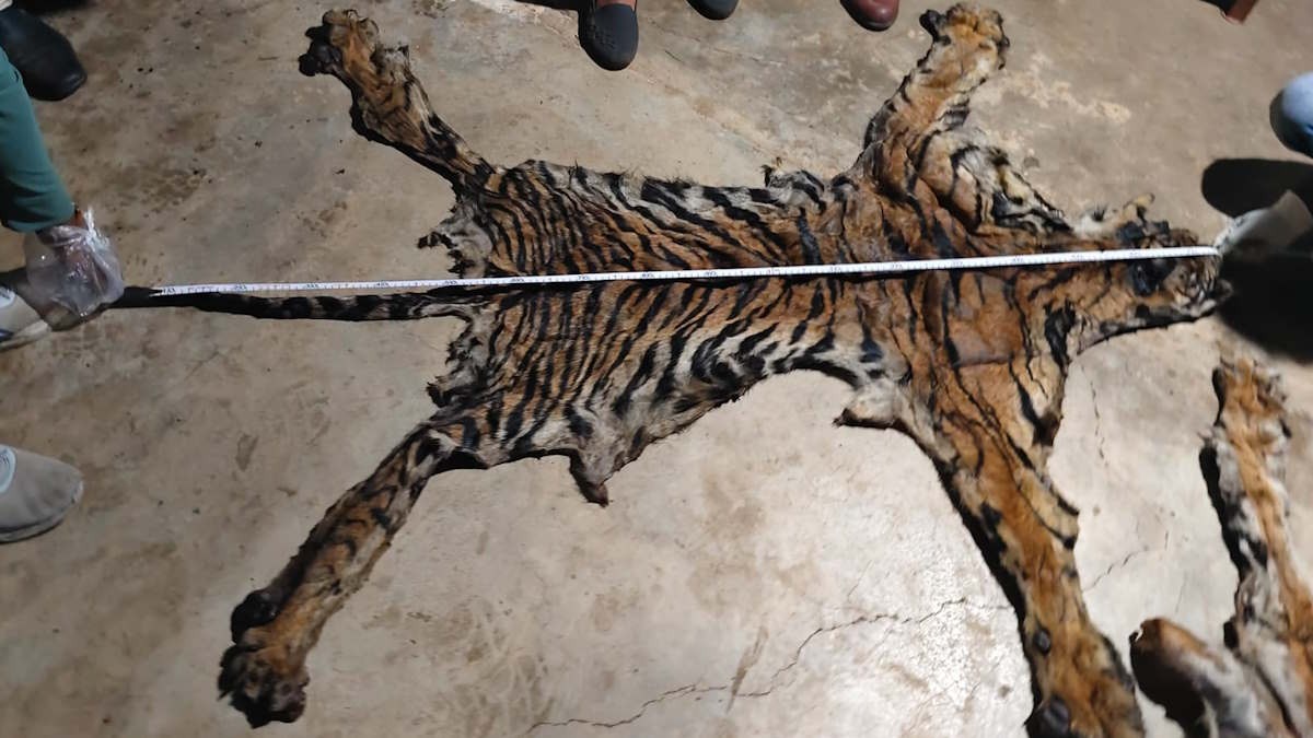 छत्तीसगढ़-महाराष्ट्र सीमा पर बड़ा वन्यजीव तस्करी नेटवर्क बेनकाब, दो बाघों की खाल के साथ दो गिरफ्तार