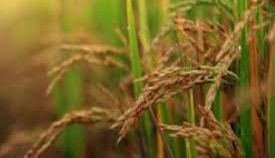 धान एक लोकप्रिय और बहु उपयोगी फसल,ऐसे खेती कर हो जायेंगे मालामाल 