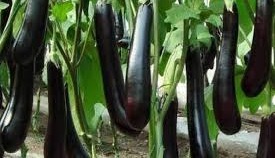 किसान इस तरीके से करें बैंगन की खेती,होगा बंपर मुनाफा 