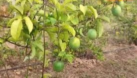 इस फल की करें खेती एक बार लगाएं और 4 साल तक कमाएं 