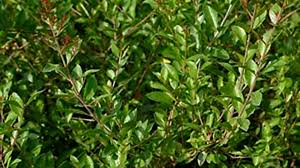 एक बार लगाएं, बार-बार कमाएं: मेहंदी की खेती का बढ़ता क्रेज
