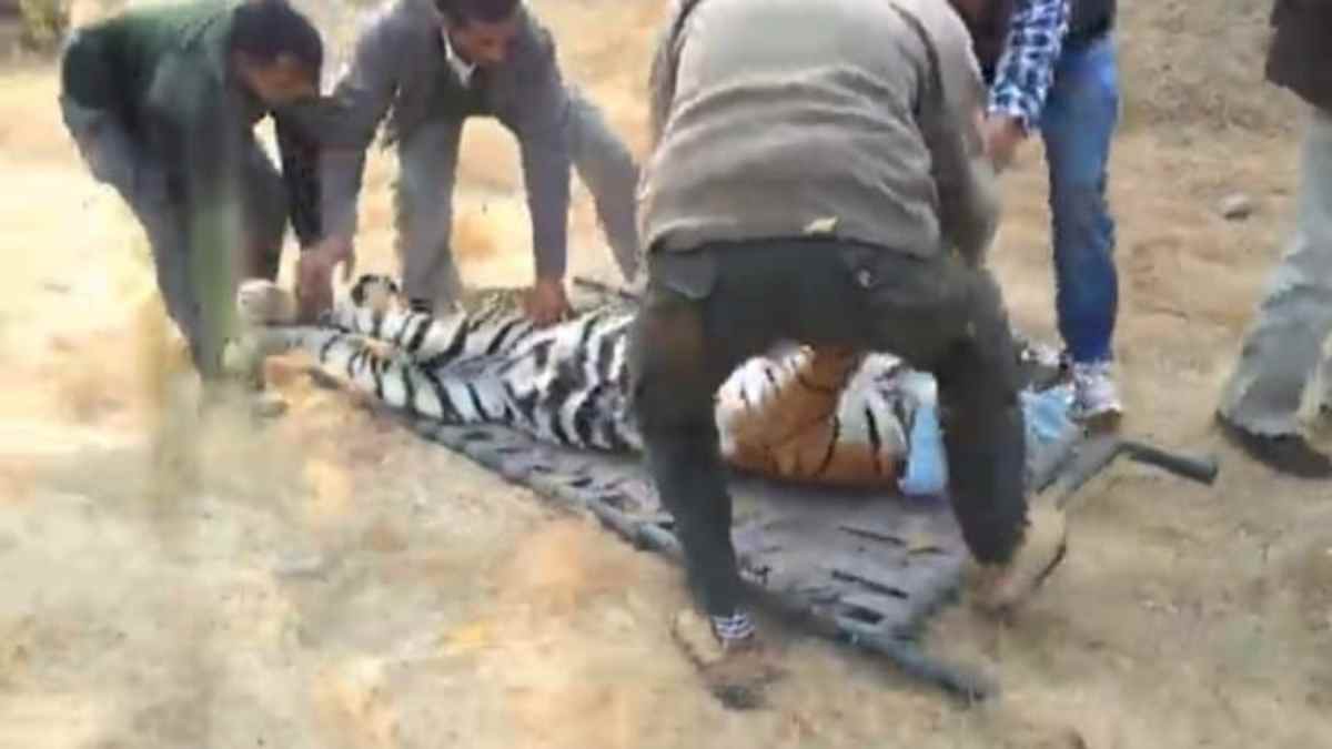 रिहाइसी इलाके में घुसा बाघ, वन विभाग की टीम ने बाघ को रेस्क्यू कर पकड़ा