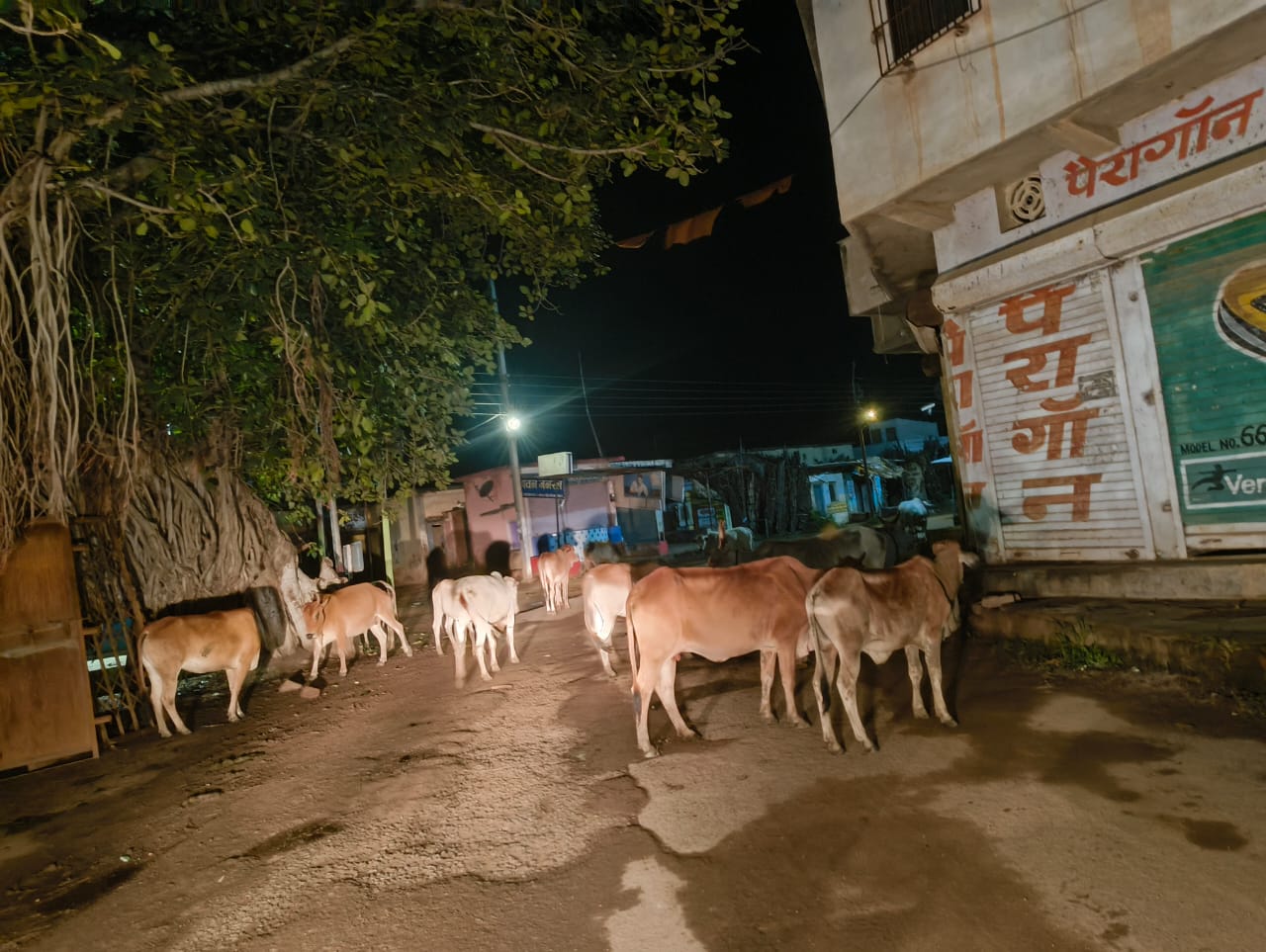 दुर्घटना की संभावना अधिक हो रही है..मवेशी पालकों की लापरवाही से आवारा घूमते पशुओं से खतरा