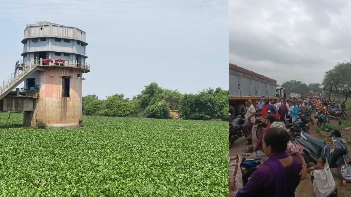 खारुन नदी बनी मौत का जाल: जलकुंभी में फंसकर 20 से अधिक मवेशियों की मौत, ग्रामीणों का चक्काजाम