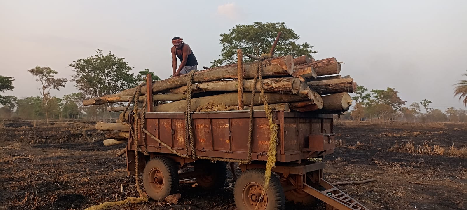 बालोद में वन विभाग की बड़ी कार्रवाई: प्रतिबंधित अर्जुन लकड़ी से भरा ट्रैक्टर-ट्रॉली जब्त, तस्करी का खुलासा