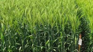 गेंहू की इन टॉप 10 किस्मों से किसानों को होगा मुनाफा,जानें अन्य खासियत!