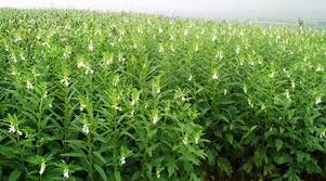  इस फसल की खेती के लिए मात्र 5 हजार रुपये के निवेश से किसान कमा रहे बंपर फायदा