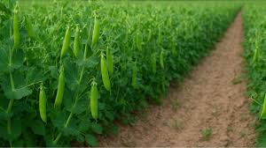 मटर की इस नई किस्म से होगी बढ़िया कमाई ,यहां जानें कैसे?